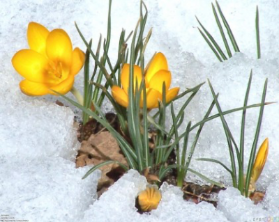 My Poetry. A lonely Flower.