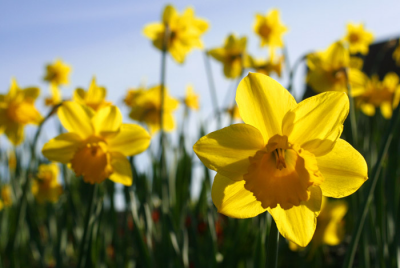 My Poetry. Spring is in the air!
