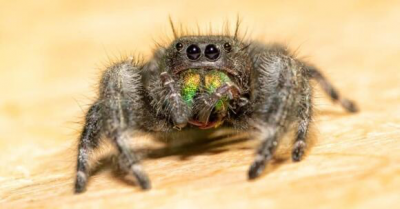 My Poetry. The Arachnid and Me!!