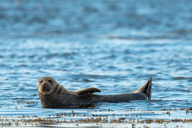 the selkies