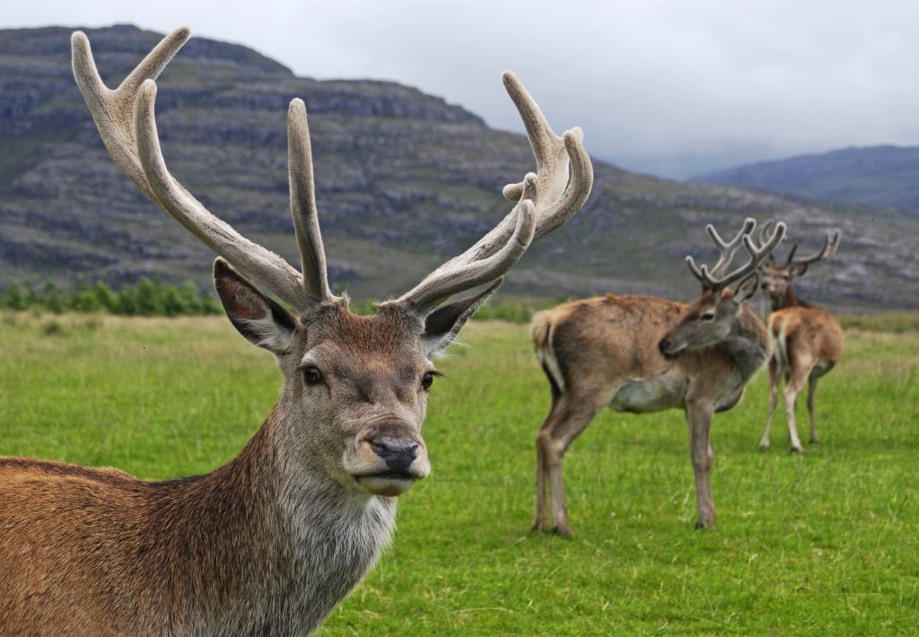 scottish fauna