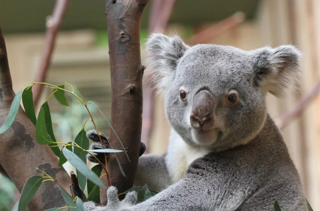 Scottish Places of Interest (zoo)