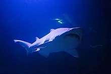 Scottish Places of Interest. Deep Sea.