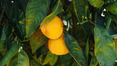 My Short Stories. The Lemon Tree.