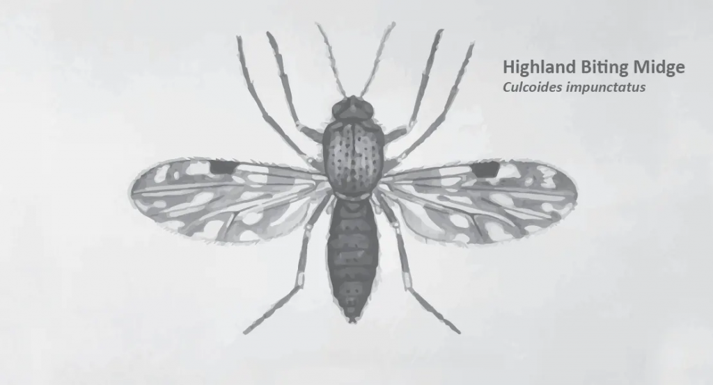 Infamous Scots. The Midge.