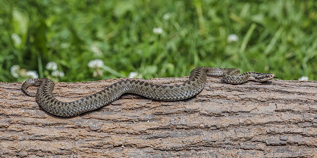 Scottish Wildlife. Adder.