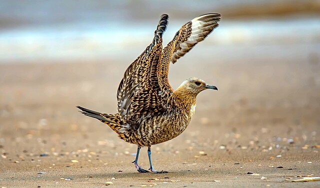 Scottish Wildlife. Arctic Skua.