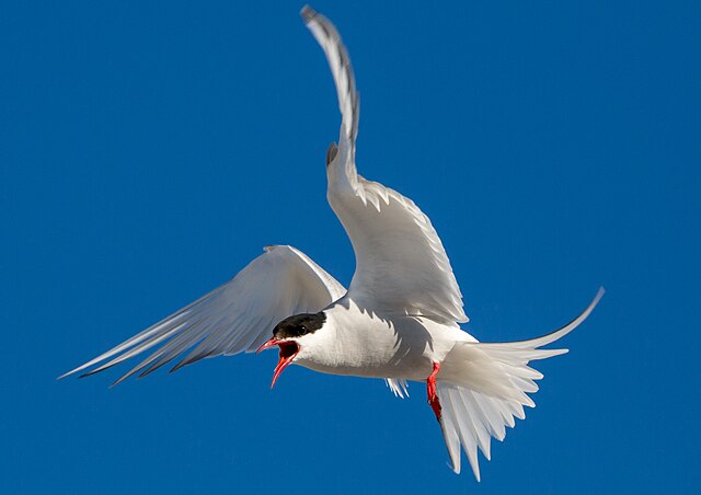 Scottish Wildlife. Arctic Tern.