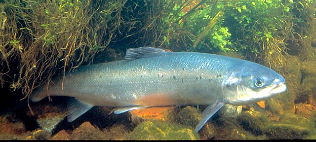 scottish wildlife atlantic salmon