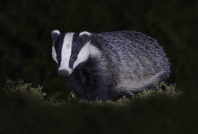 scottish wildlife badger