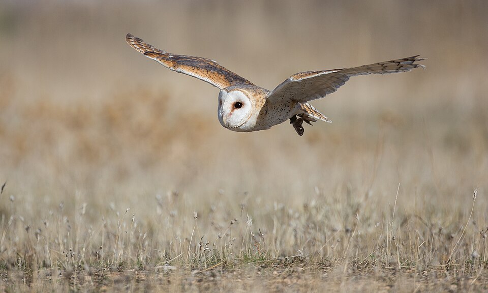 scottish wildlife barn owl.