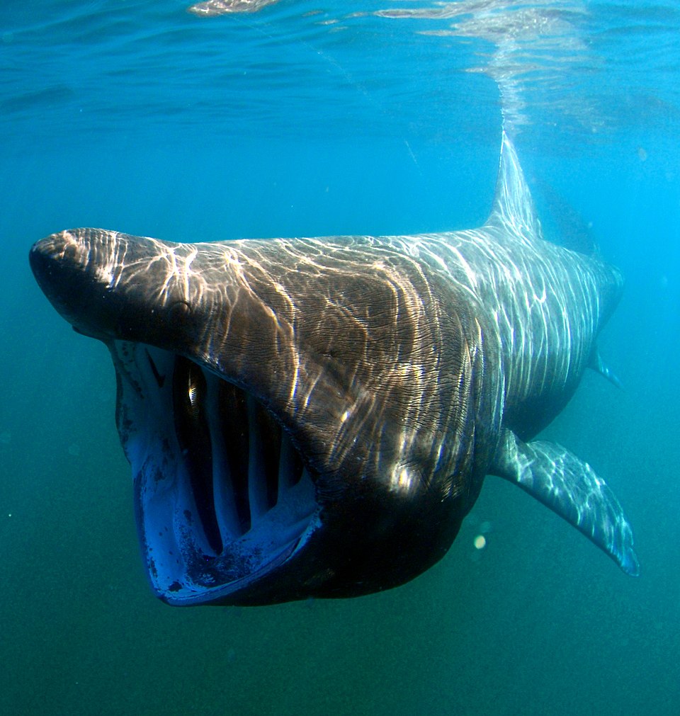 scottish wildlife basking shark