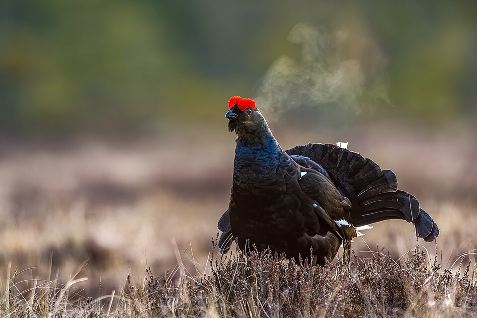 scottish wildlife black grouse