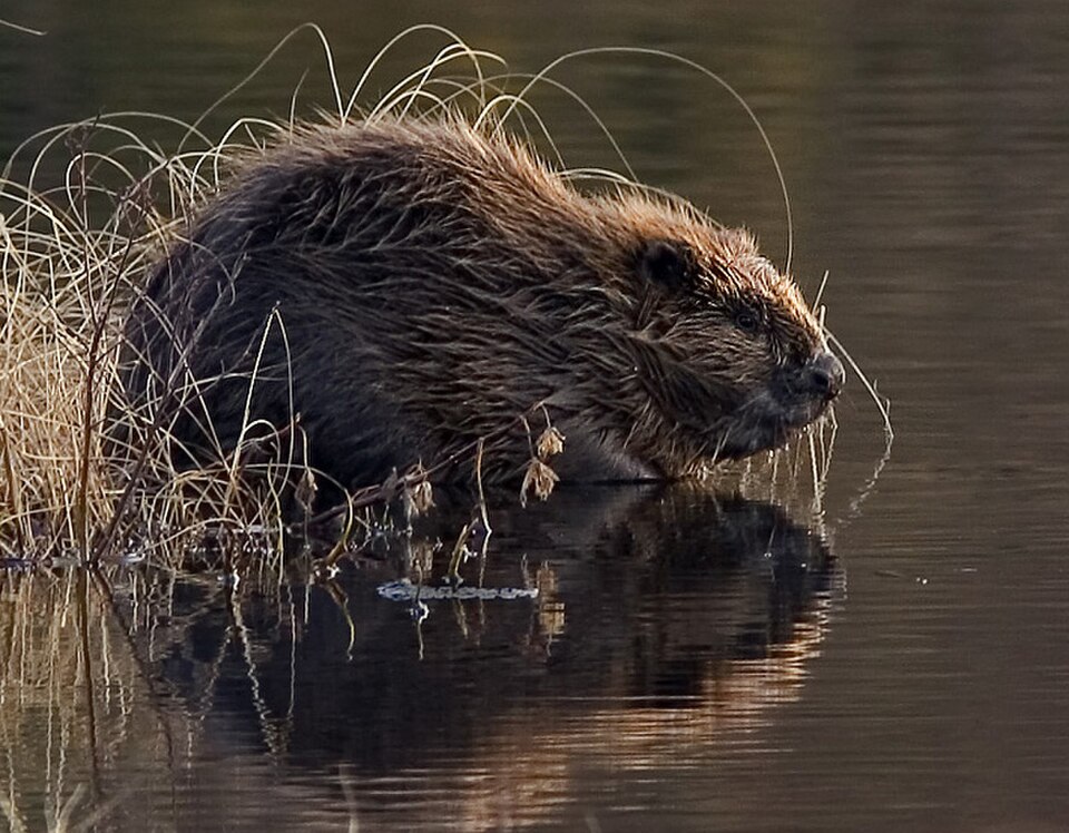 scottish wildlife eurasian beaver
