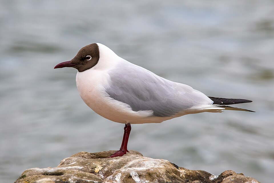 scottish wildlife. black headed gull