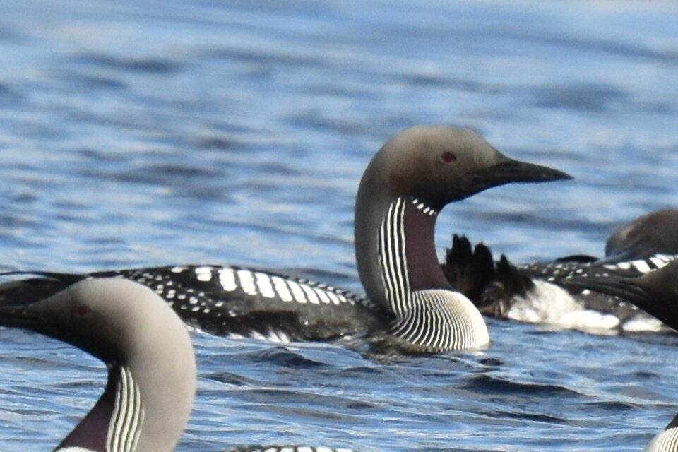 scottish wildlife black throated diver