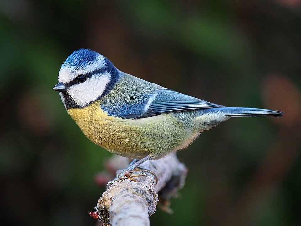scottish wildlife blue tit