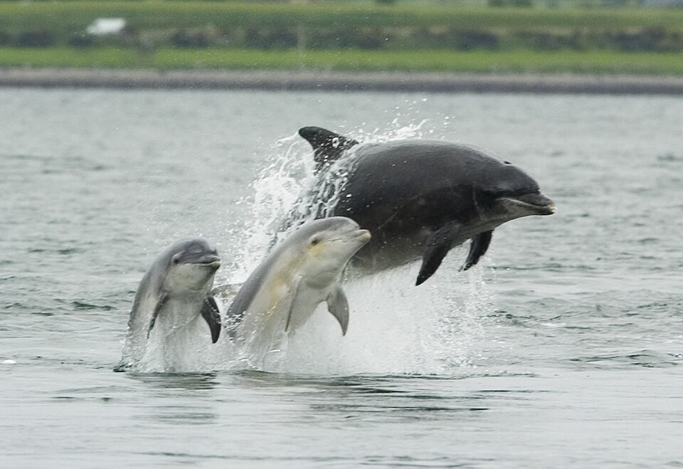 scottish wildlife bottlenose dolphin