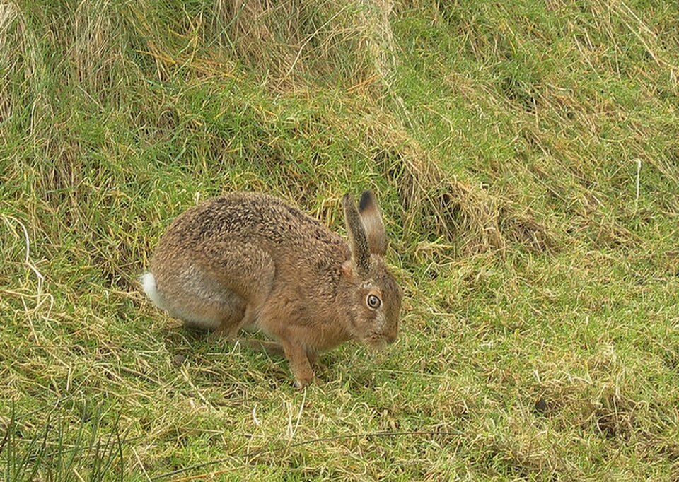 scottish wildlife brown hare