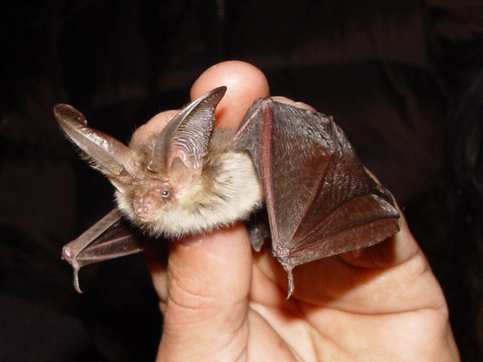 scottish wildlife long eared bat